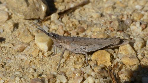 Pyrgomorpha conica conica